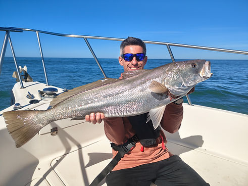 Maigre pêché en mer lors d'une sortie de pêche en bateau avec Pêche Gironde