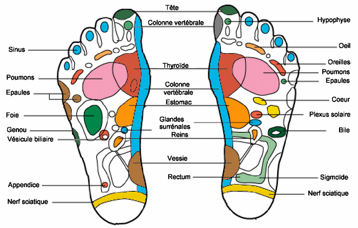 organes pieds