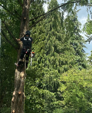 Professional tree surgeon up a tree with a chainsaw performing emergency tree clearing services – expert tree removal UK