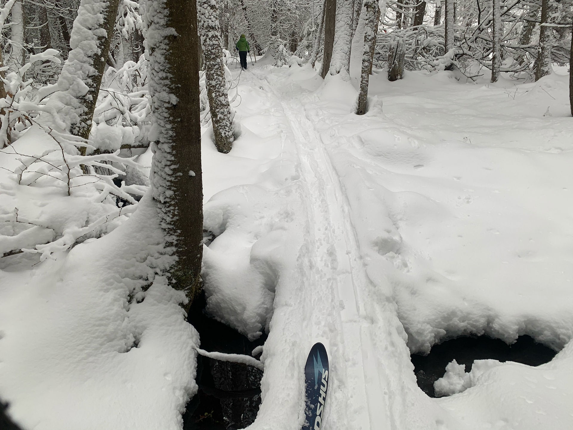 It's beautiful in the woods