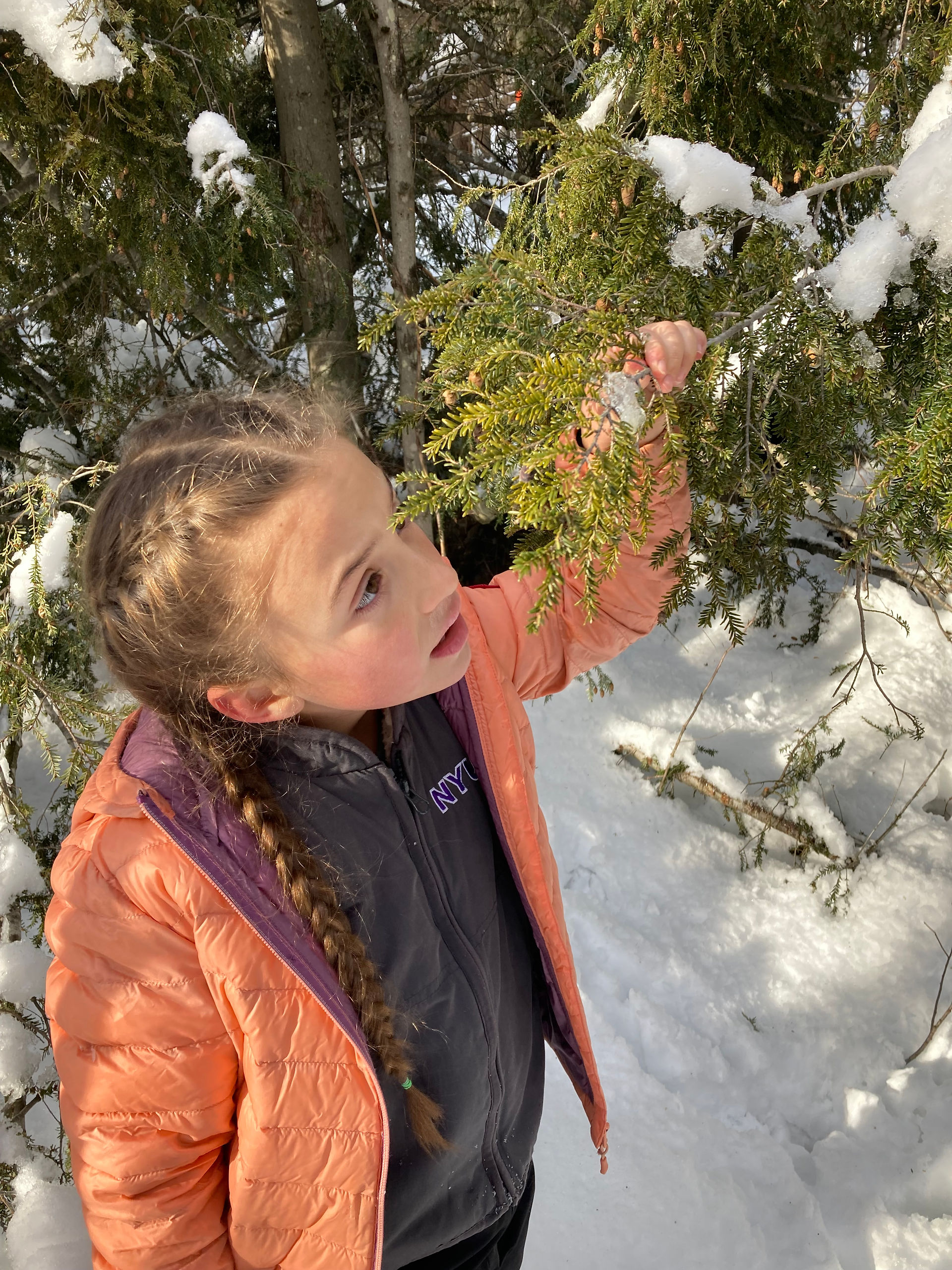Inspecting hemlocks for HWA