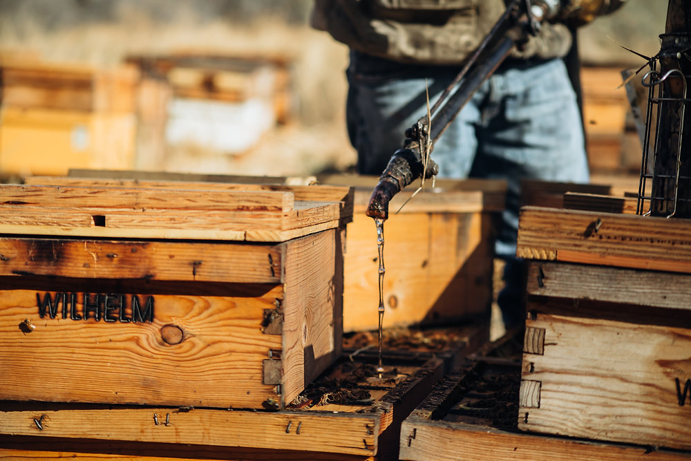 Nourishing the Buzz The Importance of Feeding Beehives