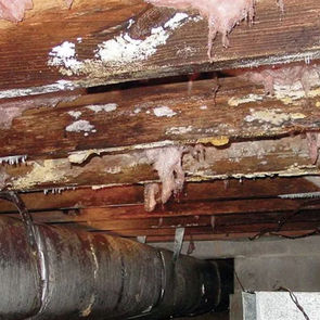 moldy crawl space