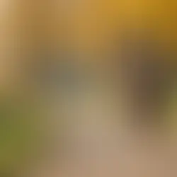 Does Your Pup Need a Routine? Learn How to Set One Up for Success!