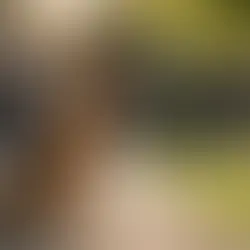 German Shepherd Temperament: Loyal, Intelligent, and Protective