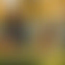 Uncovering the Impact: How Socialization Shapes a Dog's Mental Well-being