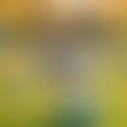 The Science Behind Regular Playtime: Unveiling the Impact on Your Dog's Happiness and Health