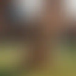 7 Essential Training Tips for Puppies: A Primer for New Pet Parents