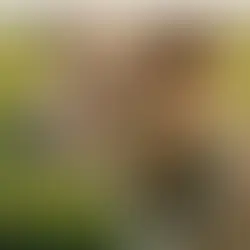 The Untold Stories of the Danish Swedish Farm Dog: Uncovering the Mysteries of a Remarkable Breed