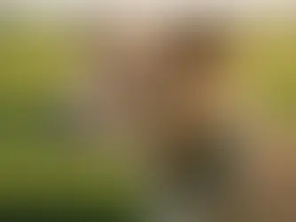 The Untold Stories of the Danish Swedish Farm Dog: Uncovering the Mysteries of a Remarkable Breed