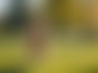 Unlocking Your Senior Pup's Potential: Effective Strategies for Retraining, Breaking Bad Habits, and Introducing New Behaviors