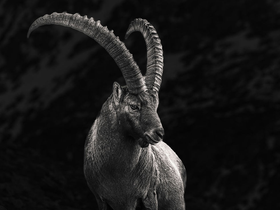 steinbock.jpg