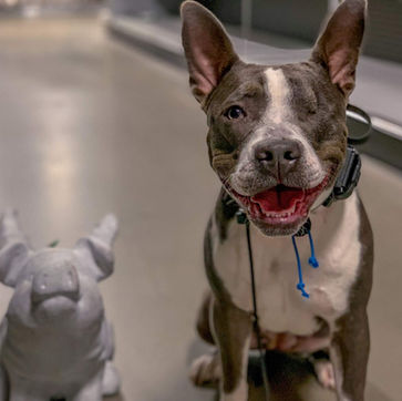 A brindle and white pit bull mix dog with a missing eye sitting next to a pig statue