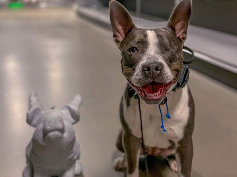 A brindle and white pit bull mix dog with a missing eye sitting next to a pig statue