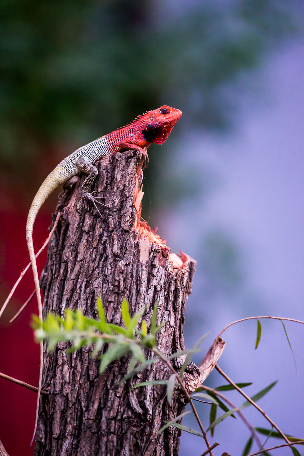 Chameleon