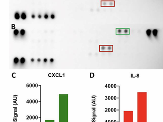 COVID spike protein induces endothelial dysfunction in 3D engineered vascular networks