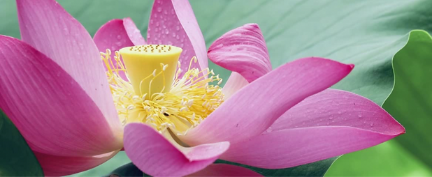 音韵療法ニ胡 10_edited.png