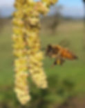 pollen-noisetier-abeille-811x1024.jpeg