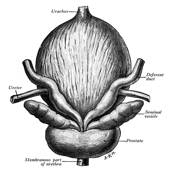 Prostata a semenné váčky