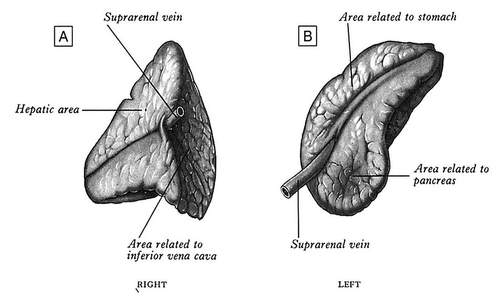 Nadledvina