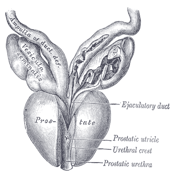 Řez prostatou (pohled zepředu)