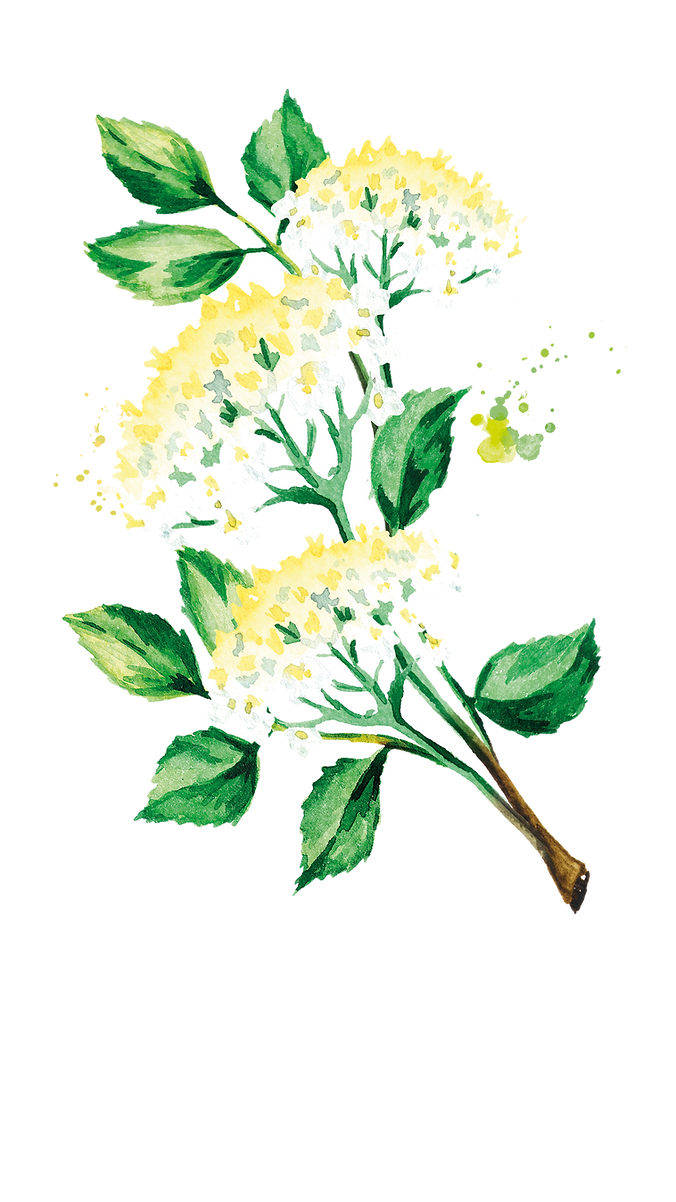 Fleur de Sureau Illustration