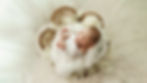 best newborn photographer in Hertfordshire - Hertfordshire baby photographer — newborn in nest prop