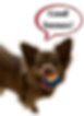 A cute Chihuahua with a speech bubble that reads, “Good human!”