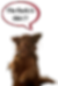 A cute Chihuahua with a speech bubble that reads, “The fuck is this!?”