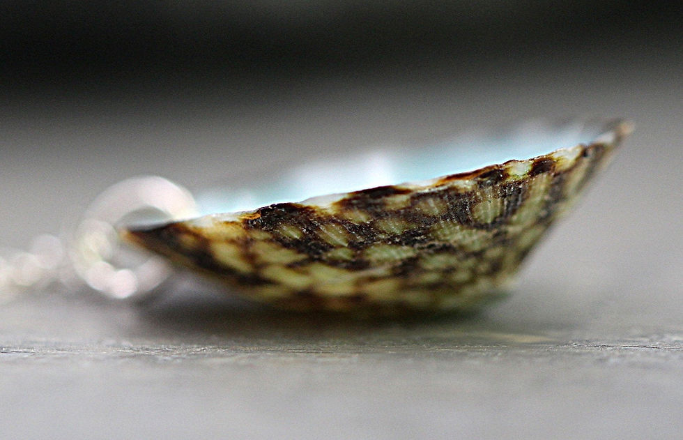 Thumbnail: Tiny Starfish In Limpet Shell