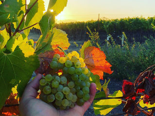 Uvas y Manos Mexicanas