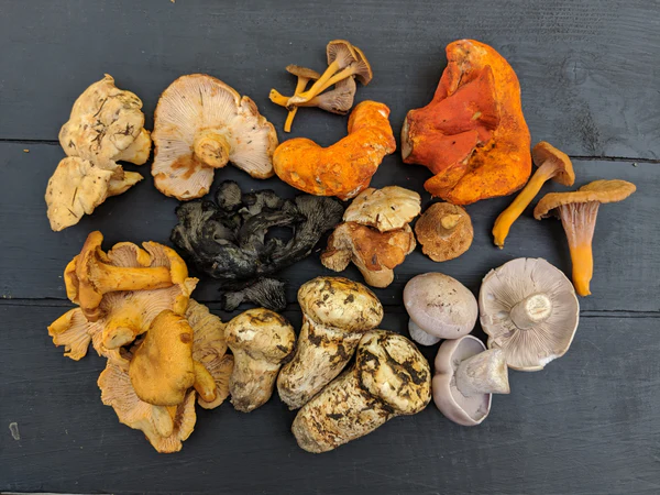 forbes mushrooms.webp
