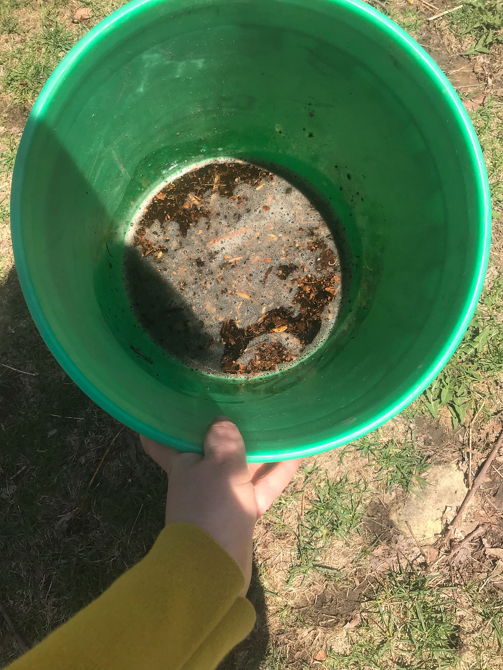 How to make compost tea.