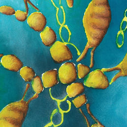 From Tradition to Precision: The Path to Scalable Kelp Farming