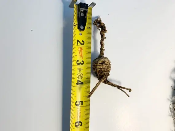 Thumbnail: Heaven & Earth American Ginseng Tincture