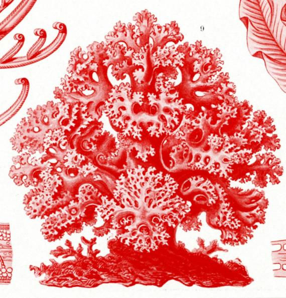Thumbnail: SEAMOSS  Red Algae Common Gracilaria