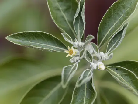 Herb of the Month: Embracing Autumn with Ashwagandha