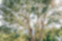 HappyTrees-Alvin_-5.jpg
