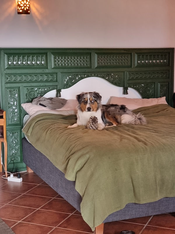 Blue trazendo uma Pinha para desfazer e brincar na cama