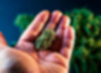 dos si do strain