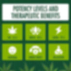 lemon haze strain effects