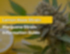 lemon haze strain