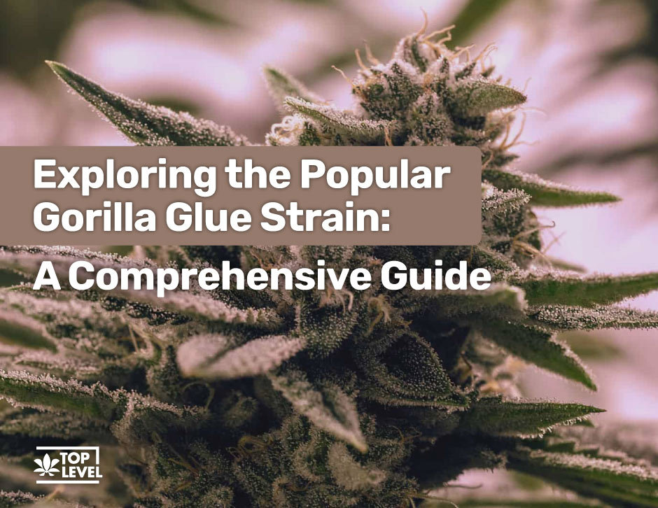 Gorilla Glue Strain Everything You Need To Know
