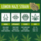 lemon haze weed strain