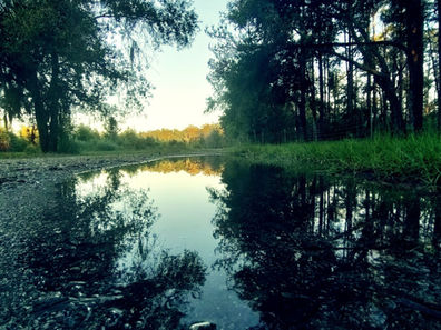 Puddle reflecting trees and sky on a quiet gravel forest road at dusk, with green grass and a calm, moody atmosphere