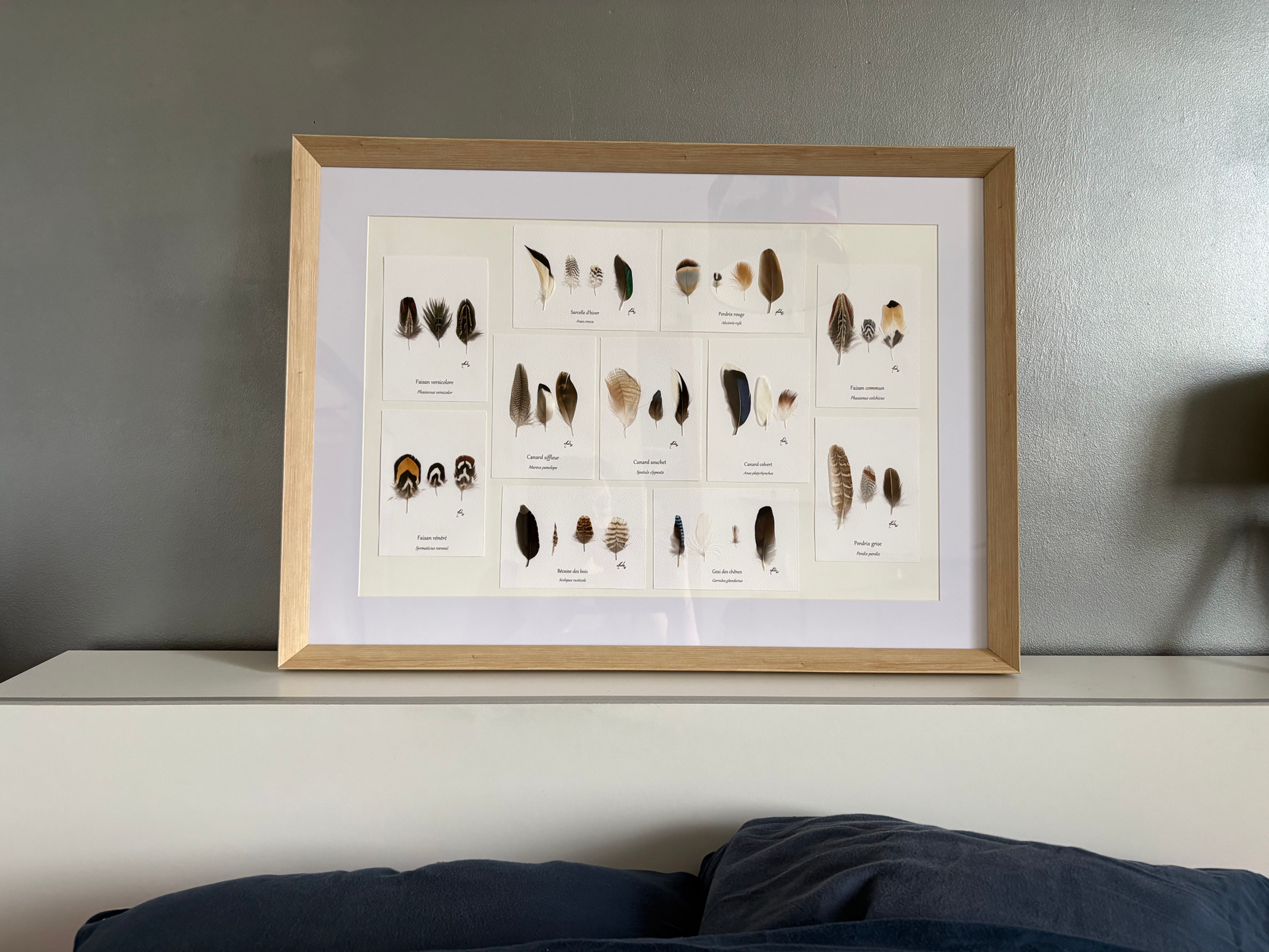 The Giant Herbier Plumé