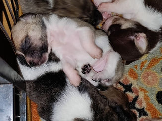 Pups are growing