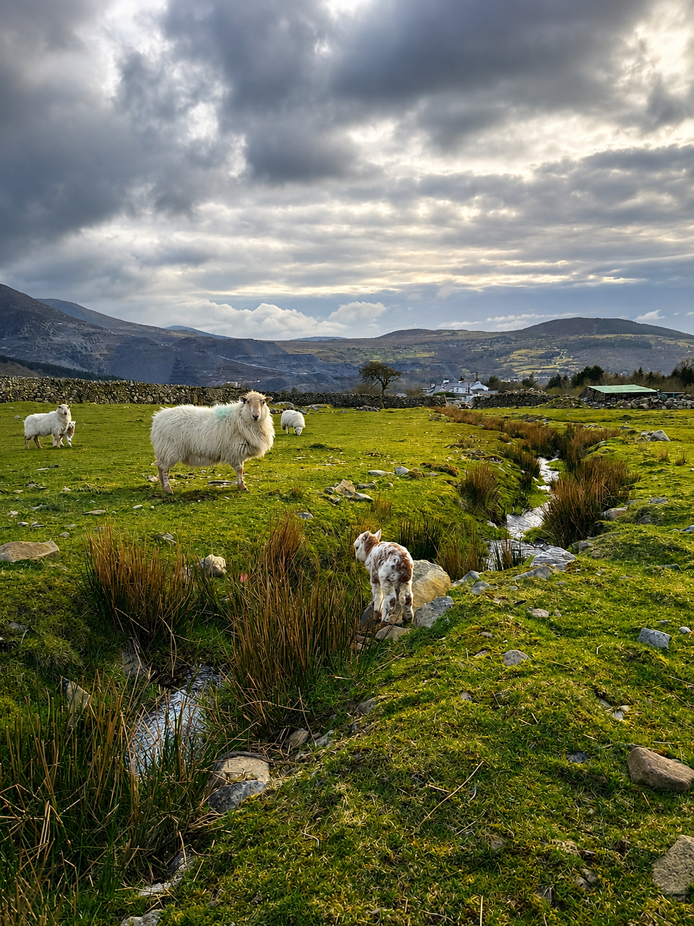 Sheep.png