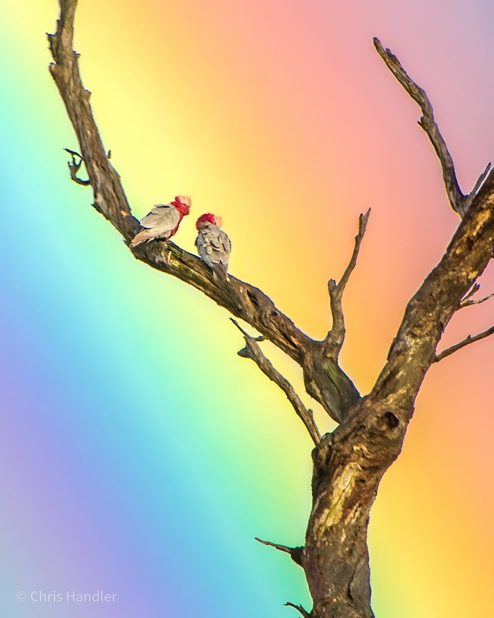 DSC_9998-HDR-DeNoiseAI-standard