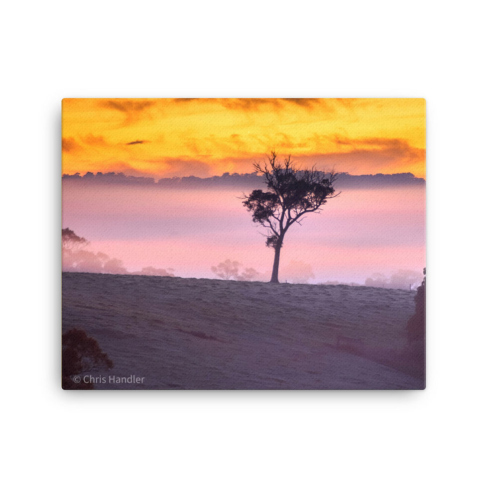 Thumbnail: Morning Mist Kuipto Forest Canvas